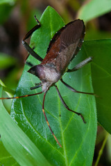 Elasmopoda valga