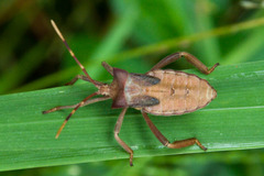 Elasmopoda valga