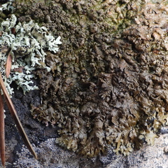 Xanthoparmelia loxodes