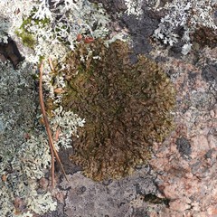 Xanthoparmelia loxodes