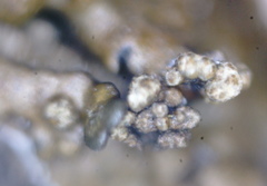 Xanthoparmelia loxodes