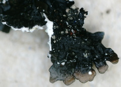 Xanthoparmelia loxodes