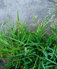 Poa annua