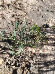 Pelargonium pillansii