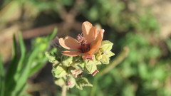 Sphaeralcea cordobensis