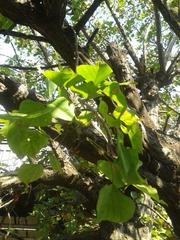 Erythrina lysistemon