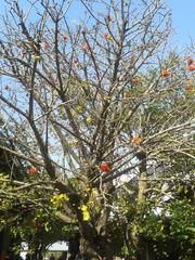 Erythrina lysistemon
