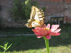 Papilio machaon