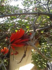 Erythrina lysistemon