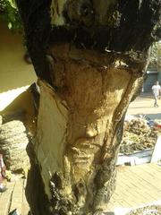 Erythrina lysistemon