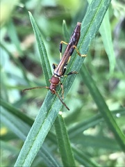 Odontocera aurocincta