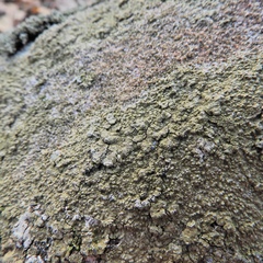 Porpidia albocaerulescens var. albocaerulescens image
