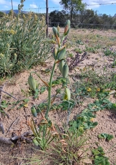 Albuca spiralis