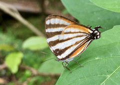 Arawacus lincoides