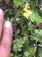 Draba ogilviensis