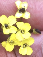 Draba ogilviensis