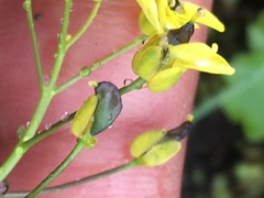 Draba ogilviensis