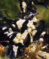 Notomegabalanus algicola