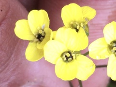 Draba ogilviensis