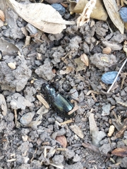 Carabidae