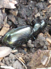 Carabidae