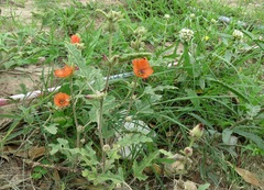 Sphaeralcea cordobensis
