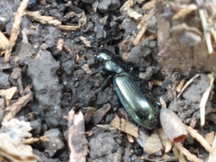 Carabidae