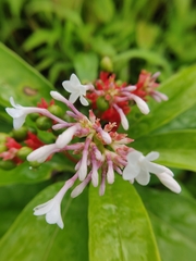 Angiospermae