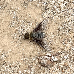 Chrysanthrax vanus