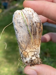 Hypomyces melanocarpus