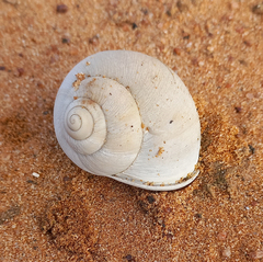 Trigonephrus