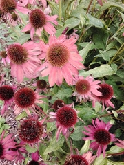 Echinacea purpurea