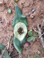 Colchicum coloratum burchellii