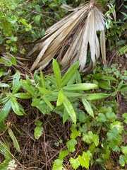 Quercus pumila