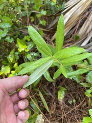 Quercus pumila