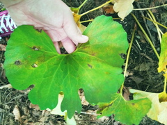 Sanguinaria canadensis