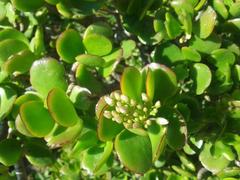 Crassula ovata