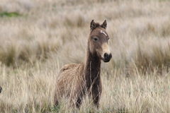 Equus ferus