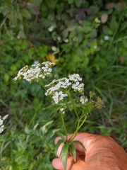 Sium latifolium