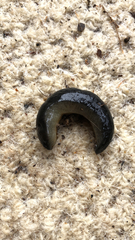 Belocaulus angustipes