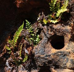 Blechnum punctulatum punctulatum