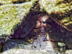 Herichthys carpintis