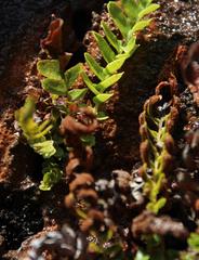 Blechnum punctulatum punctulatum