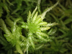 Sphagnum centrale