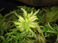 Sphagnum centrale