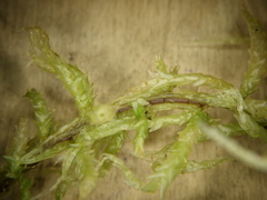 Sphagnum centrale