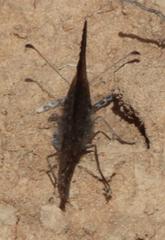 Stygionympha irrorata