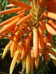 Apis mellifera scutellata