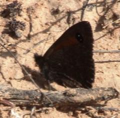 Stygionympha irrorata