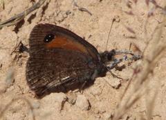 Stygionympha irrorata